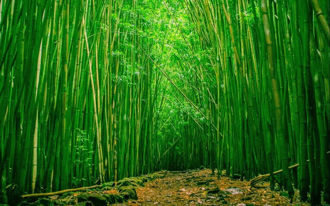 花城控股集團