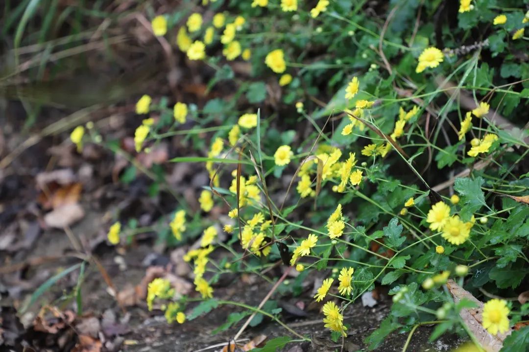 今日夢花灣 | 一花一草皆生命